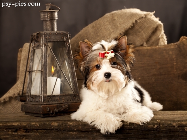 Biewer yorkshire terrier z hodowli
