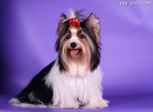 Dorosły biewer terrier w dobrej kondycji