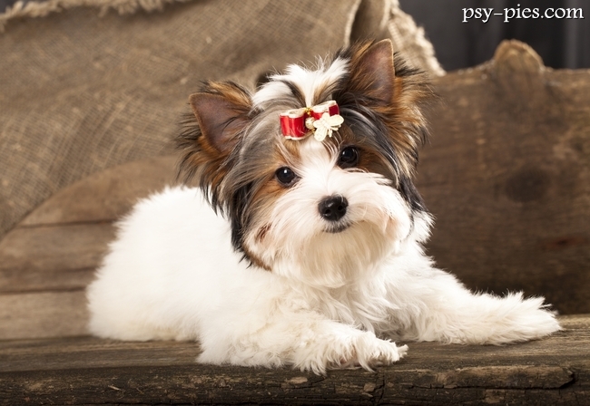 Biewer yorkshire terrier w domu