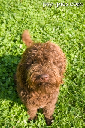 Barbet