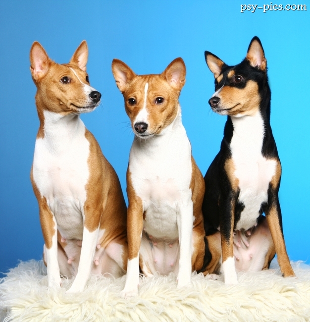 Basenji w ruchu na łące
