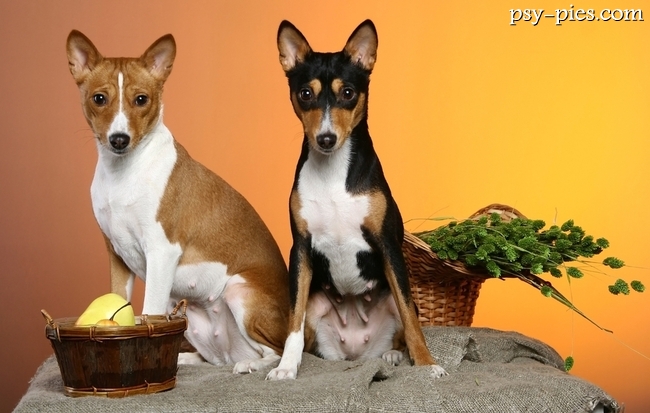 Basenji pręgowany