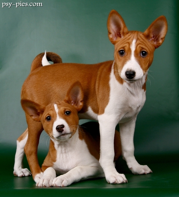 Szczeniaki basenji w hodowli