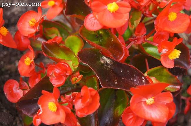 Begonia