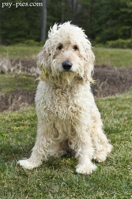 Goldendoodle