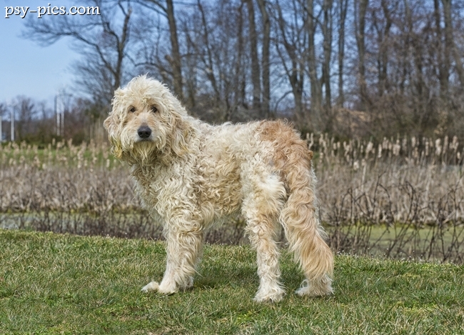 Goldendoodle