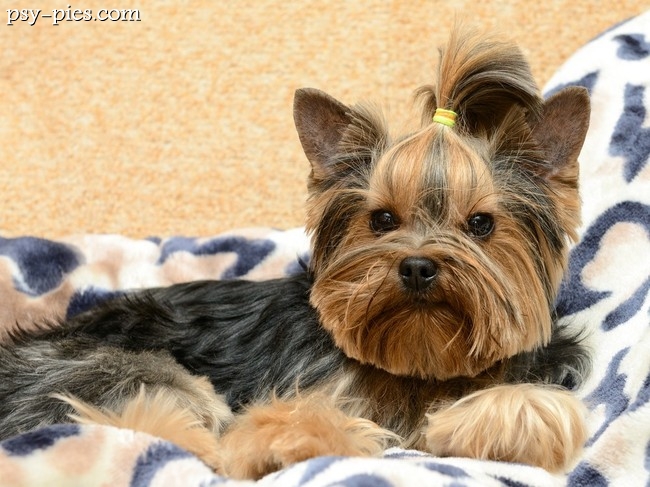 Yorkshire terrier