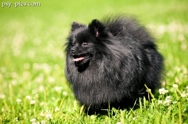Pomeranian