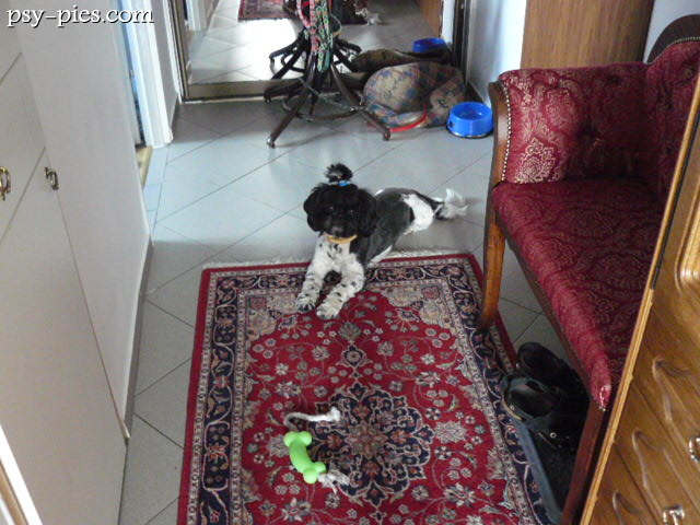 Shih Tzu Toffi