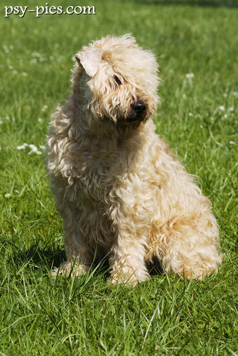 Irish soft coated wheaten terrier