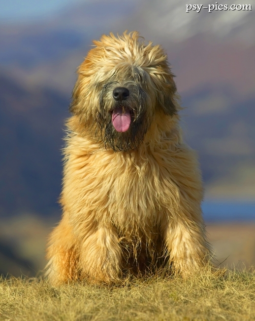 Irish soft coated wheaten terrier