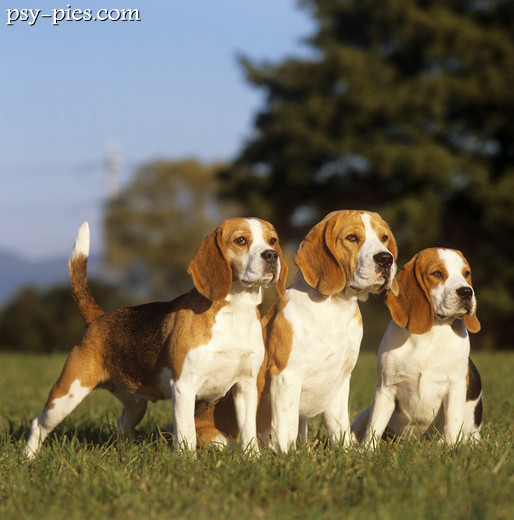 Beagle