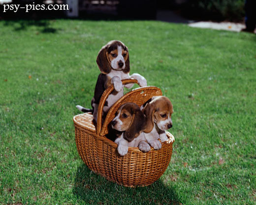 Beagle