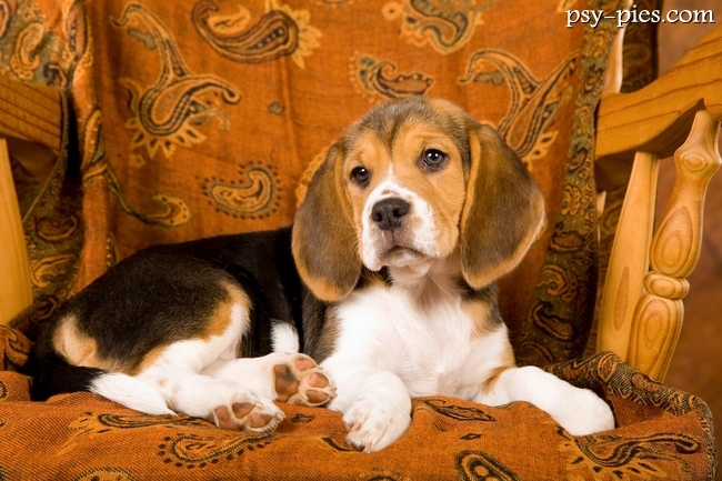 Beagle