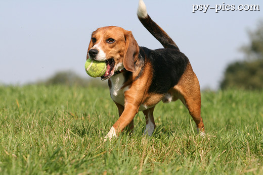 Beagle