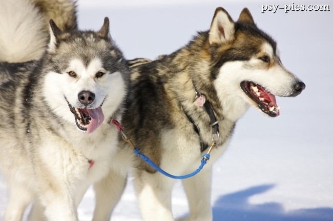 Alaskan malamute w uprzęży zaprzęgowej