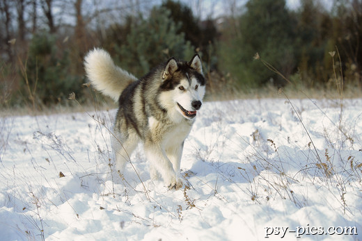 Alaskan malamute patrzący w obiektyw