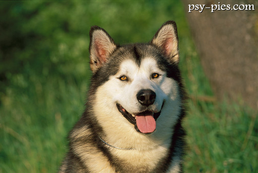 Alaskan malamute podczas wędrówki