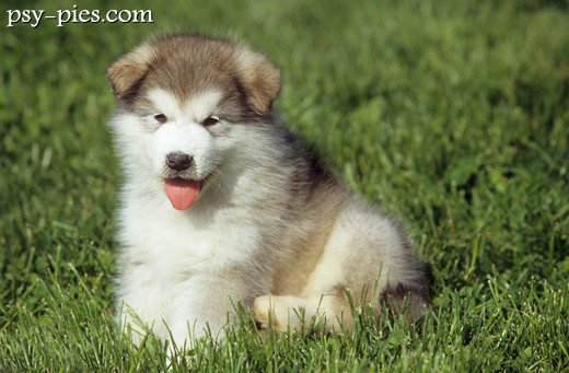 Mały szczeniak alaskan malamute