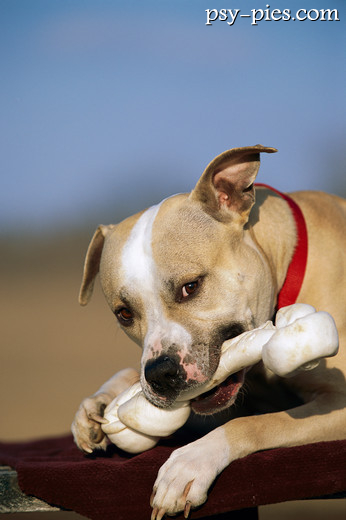 American pit bull terrier
