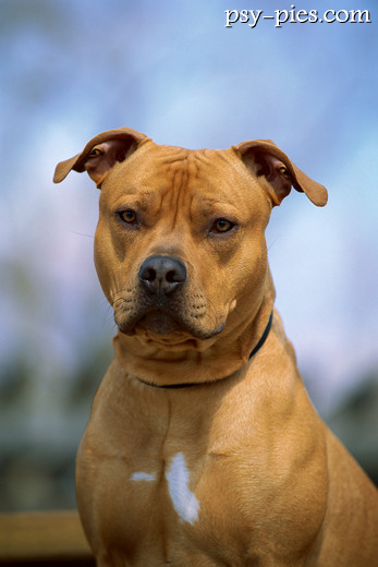 American pit bull terrier