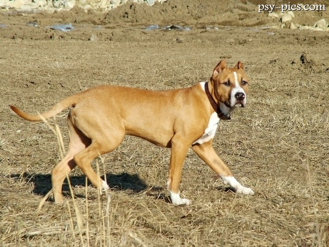 American staffordshire terrier na spacerze