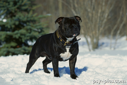 Amstaff na śniegu zimą