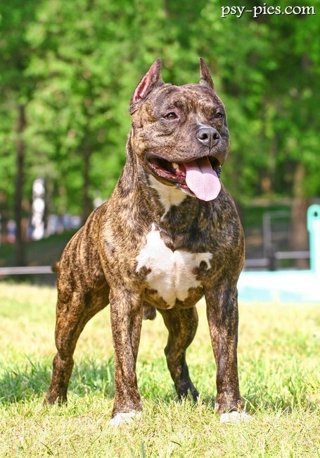 Amstaff leżący na trawie