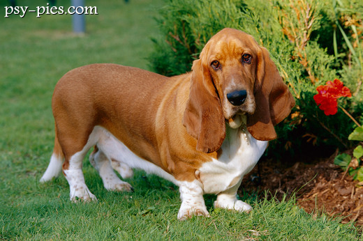 Basset hound jedzący z miski