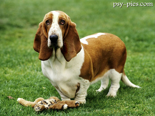 Basset hound z pluszowym misiem