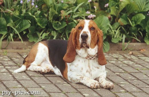 Basset hound w ogrodzie