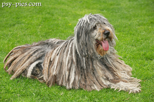 Bergamasco