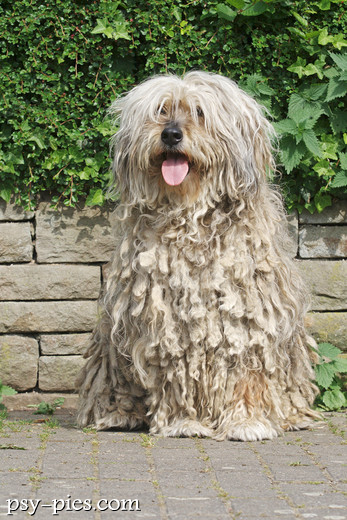Bergamasco