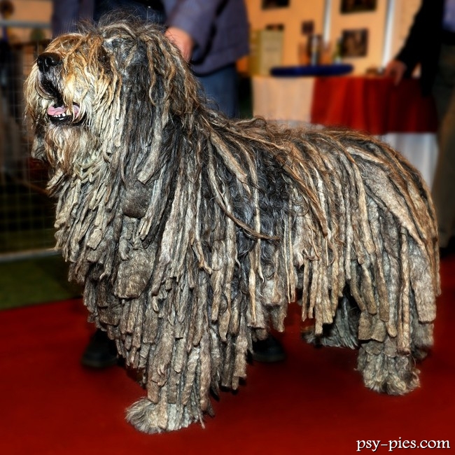 Wzorzec rasy psa Bergamasco