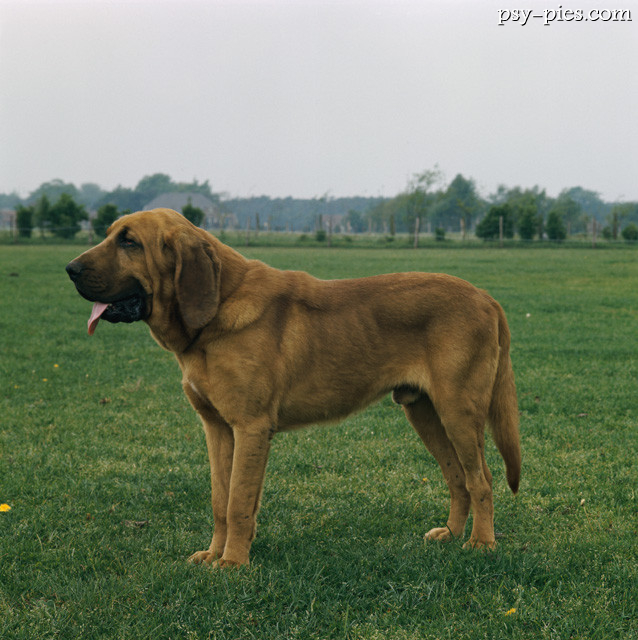 Pies myśliwski - Bloodhound