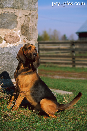 Pies Bloodhound