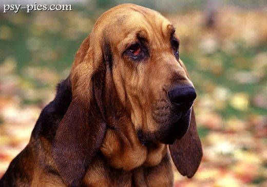 Bloodhound