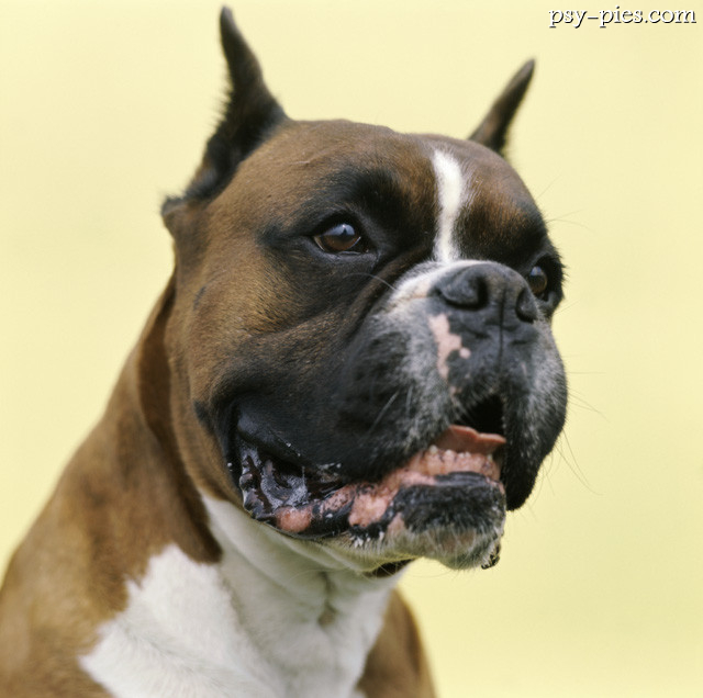 Bokser
