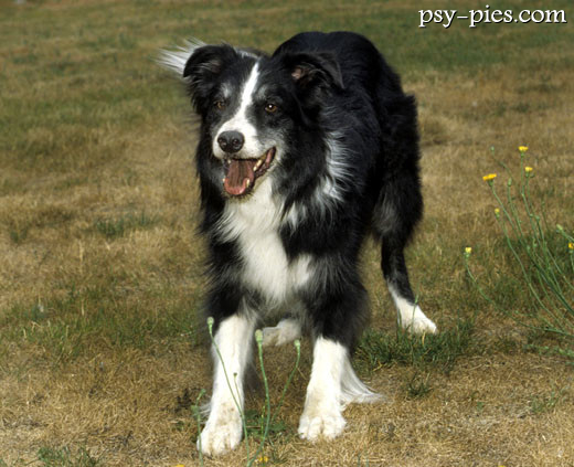 Border collie
