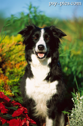Border collie