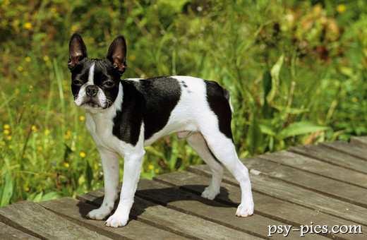 Boston terrier