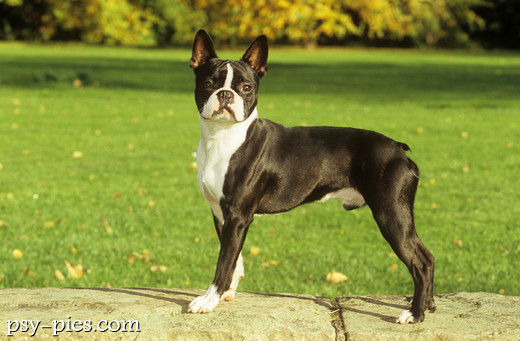 Boston terrier
