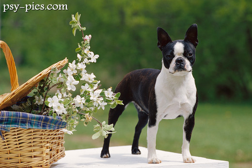 Boston terrier