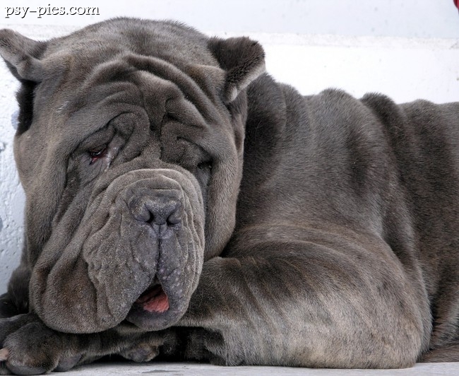 Cane corso z fałdami skóry na szyi