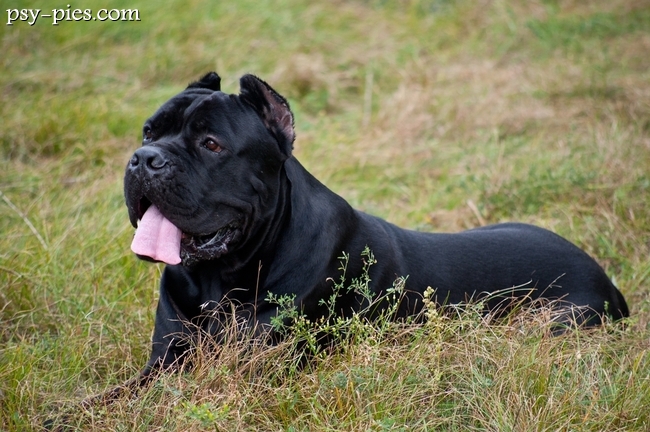 Czarny pies rasy cane corso