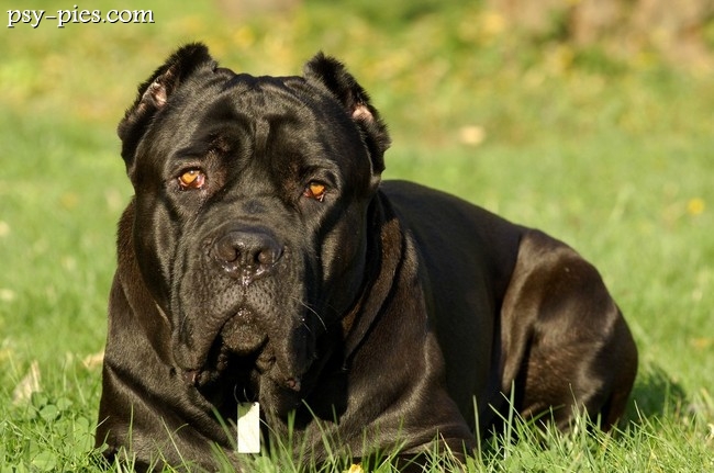 Cane corso, pies wywodzący się ze starożytnego Rzymu