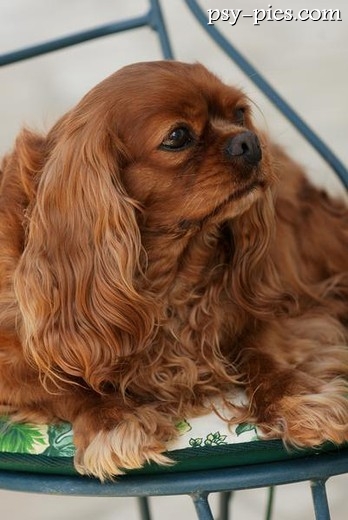 Cavalier w umaszczeniu ruby, rudy piesek