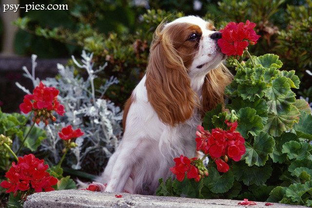 Cavalier wśród czerwonych pelargonii
