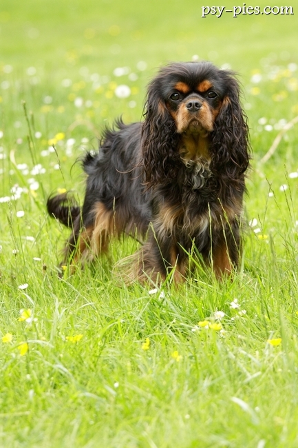 Zdrowy dorosły cavalier king charles spaniel