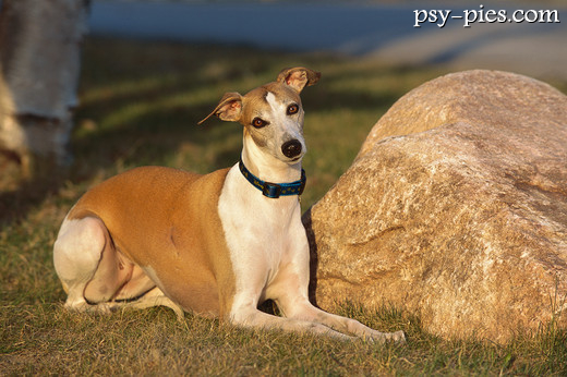 Whippet siedzący obok kamienia